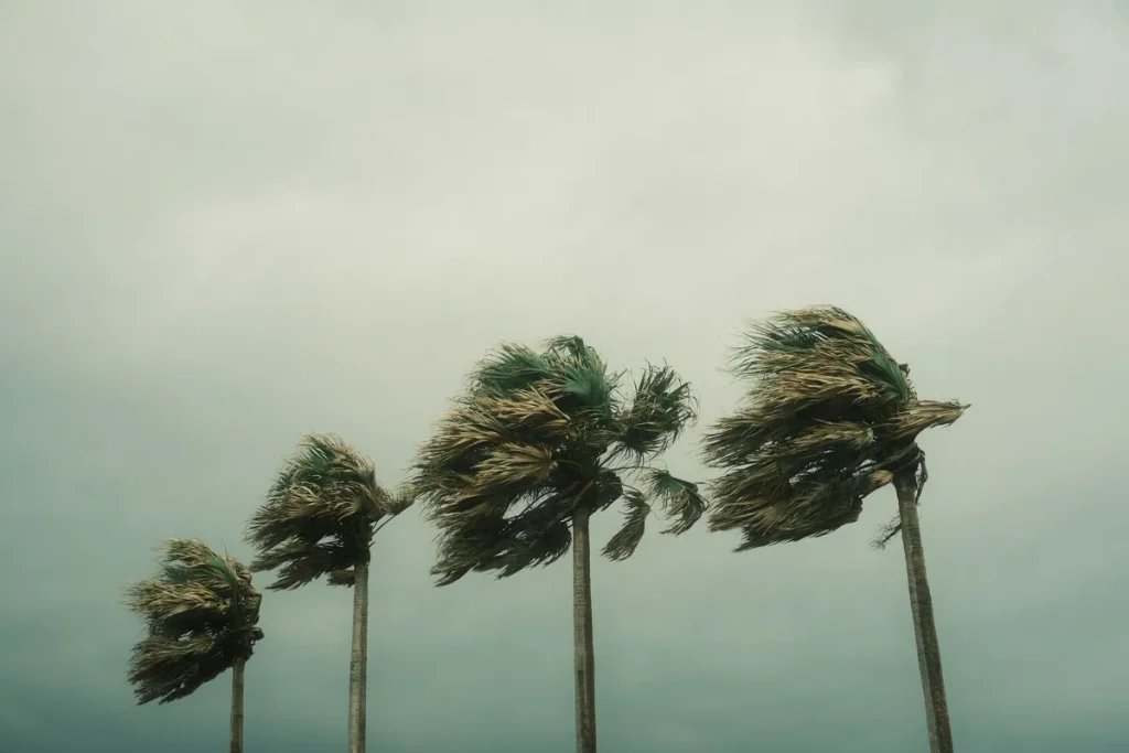 Palm trees bending in strong wind during hurricane season
